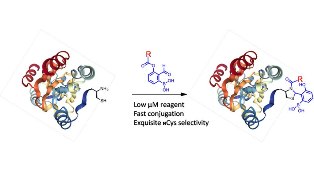 Peptide N-terminal modification