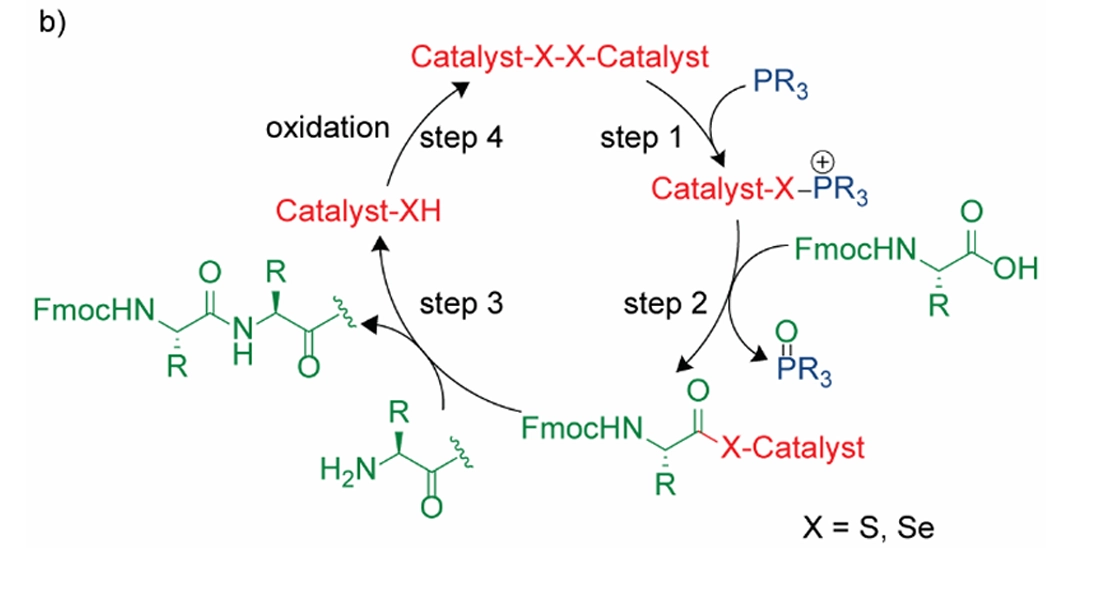 foxo4-dri peptide synthesis FOXO4-DRI: A Breakthrough Peptide Targeting
